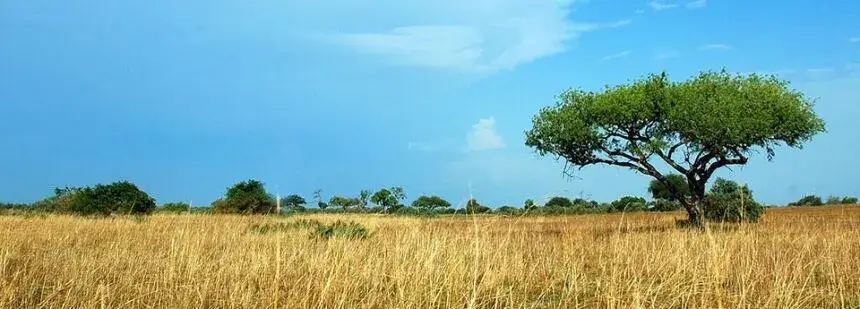 cameroon