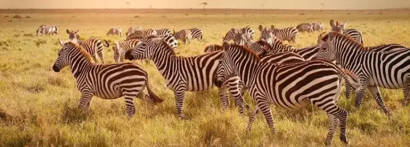 tanzania