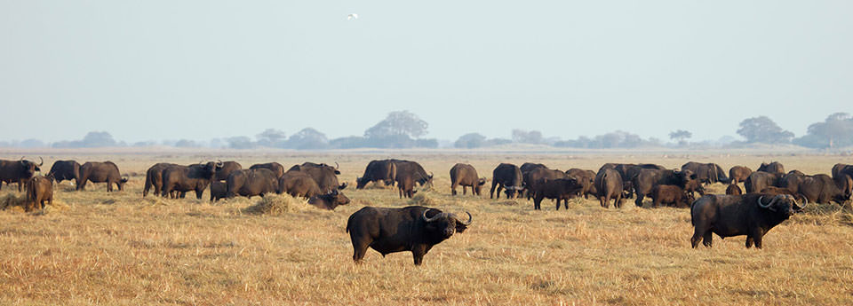 zambia
